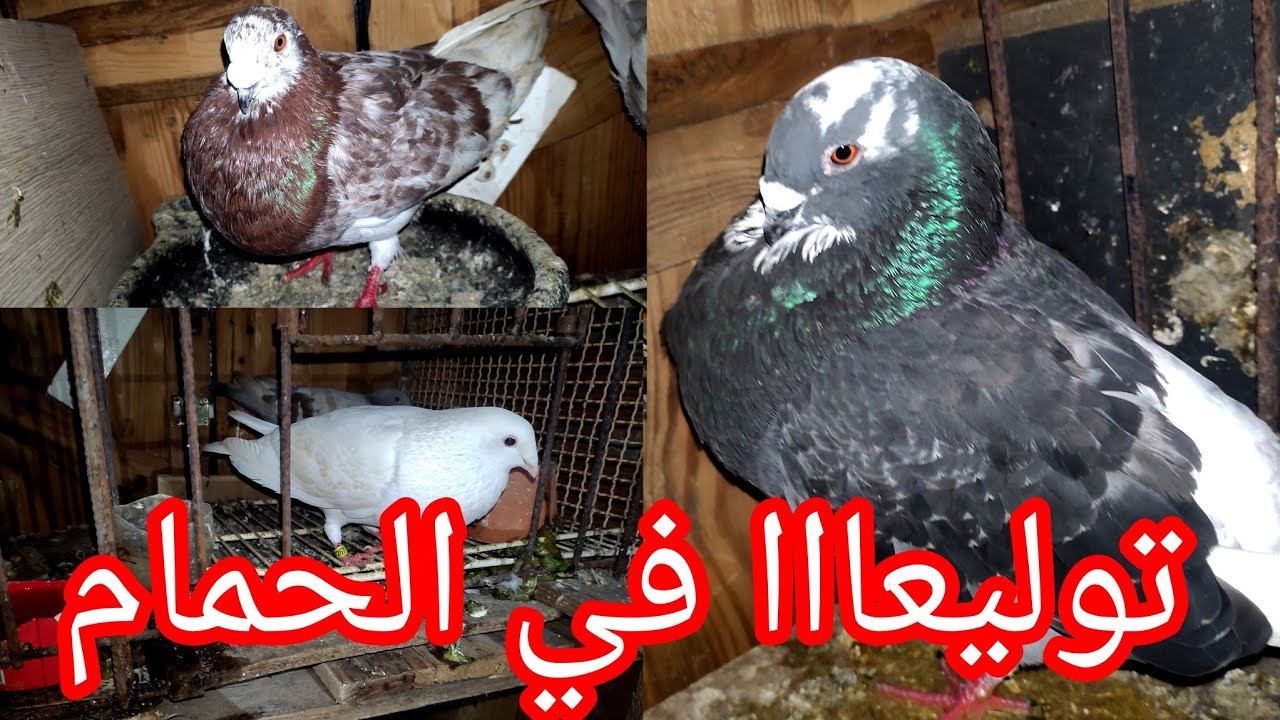 توليعة مع الحمام ♥️ خفيف ظريف مرحبا بكم جميعا 