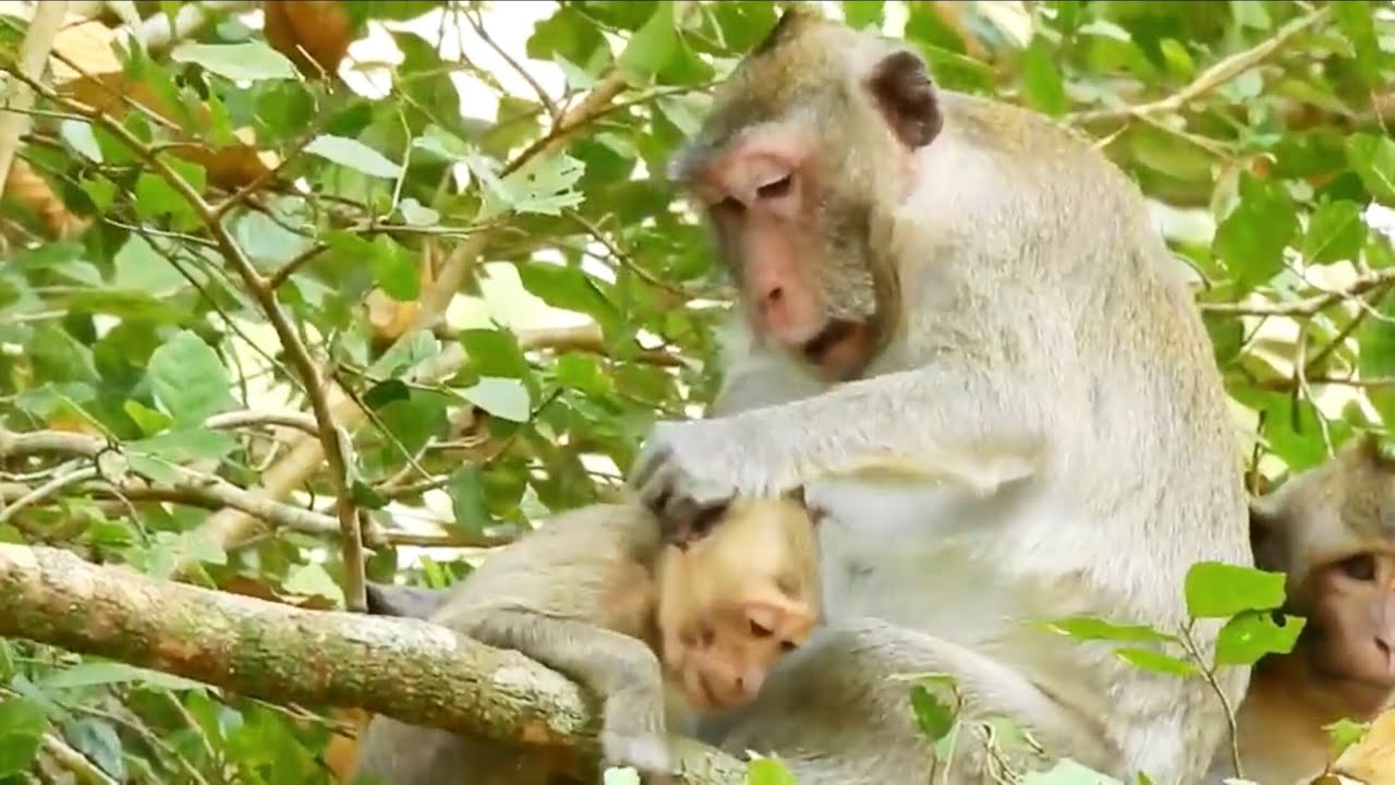 SURPRISE !! TOP JEALOUS MONKEY JANET REQUEST MILK UNTIL MOM GET ANGRY