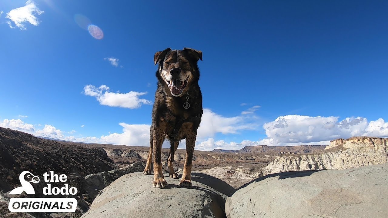 Rescue Dog And His Dad Take The Road Trip Of Their Lives l The Dodo Destination: Firsts