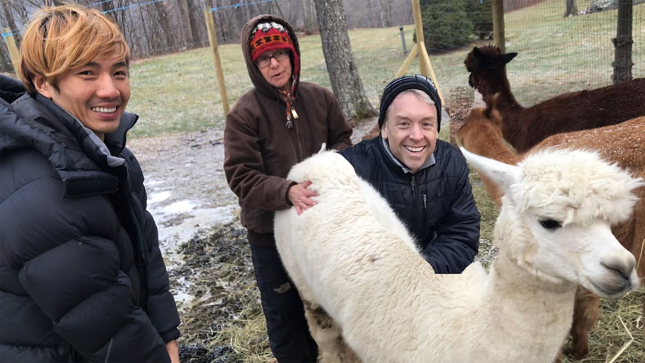 เที่ยวเวอร์มอนต์ - Yup, Those Are Alpacas!