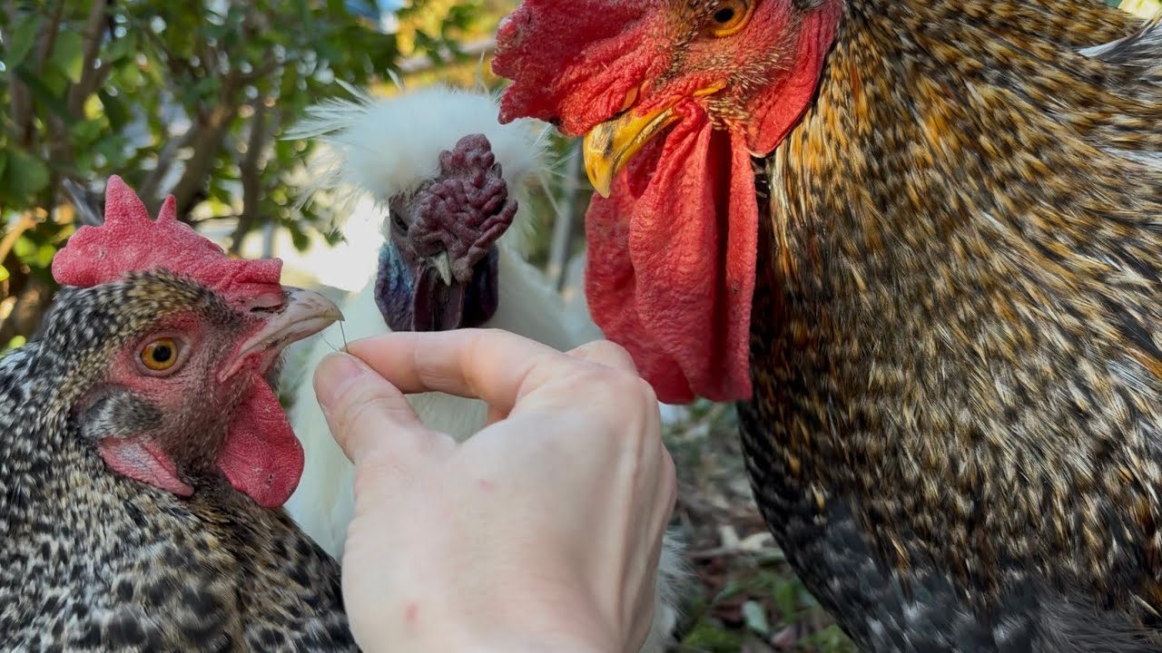 「ちょっととってくださらない？」嘴の草を取って欲しい雌鶏さまと、躊躇して飼い主に取ってもらおうとおねだりする雄鶏くんと自分が取りたい烏骨鶏