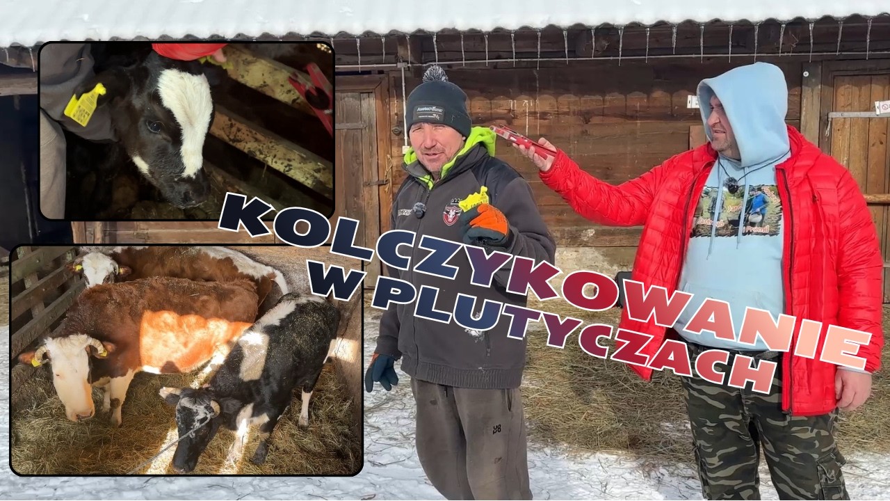 Kolczykowanie cielaka i krów w Plutyczach Czy Andrzej i Jarek sobie poradzą Rolnicy z Podlasia