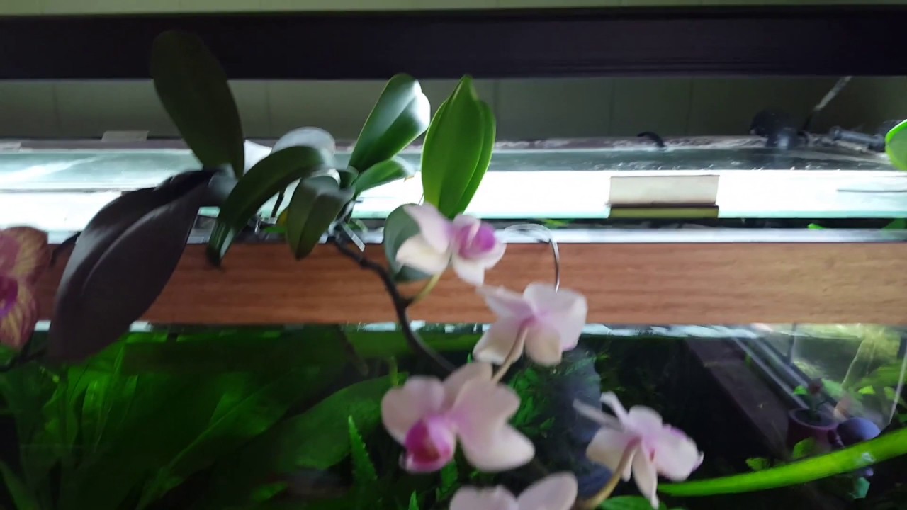 Aquaponic phalaenopsis
