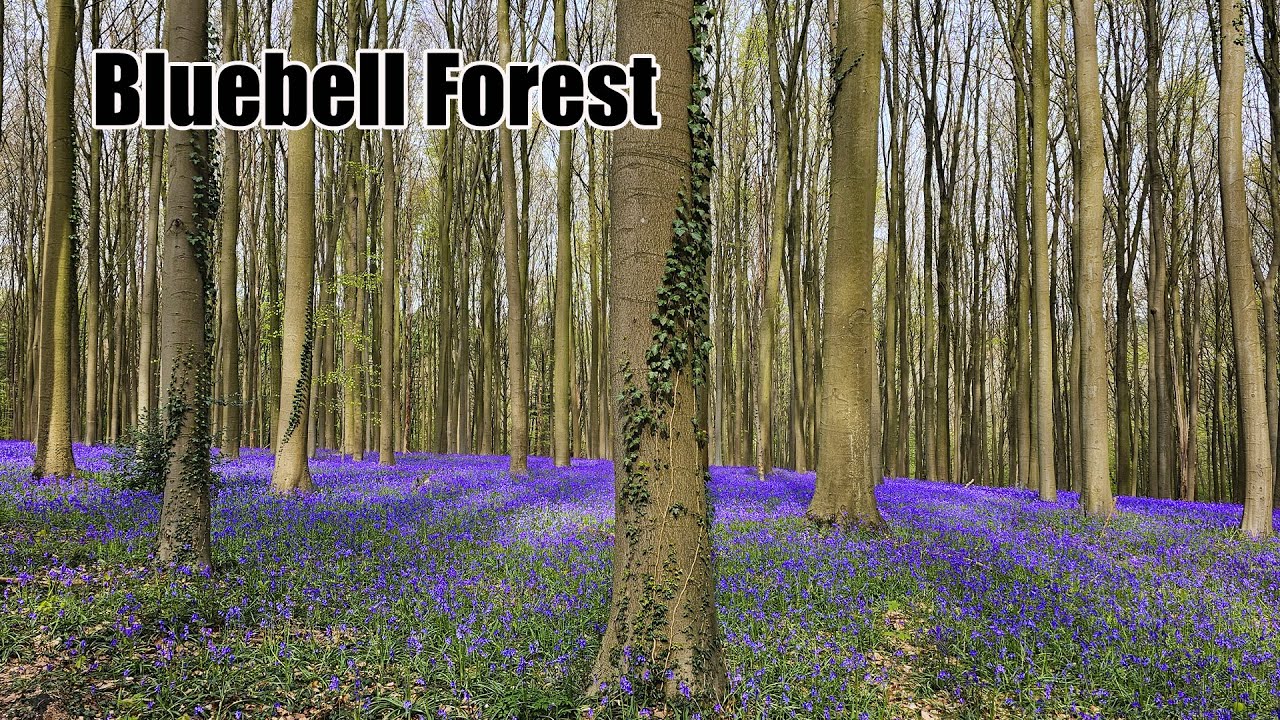 Immerse Yourself in the Breathtaking Hallerbos Bluebell Forest - Belgium