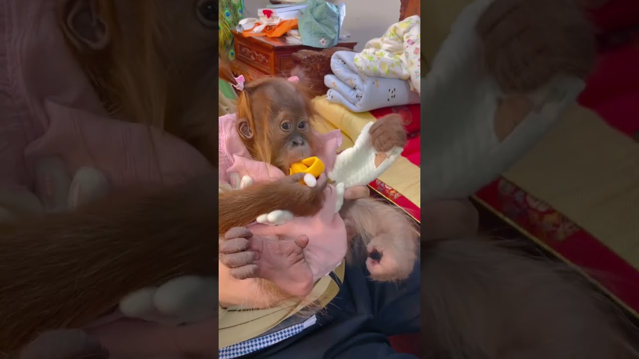 Safe and cozy home for our monkey family.