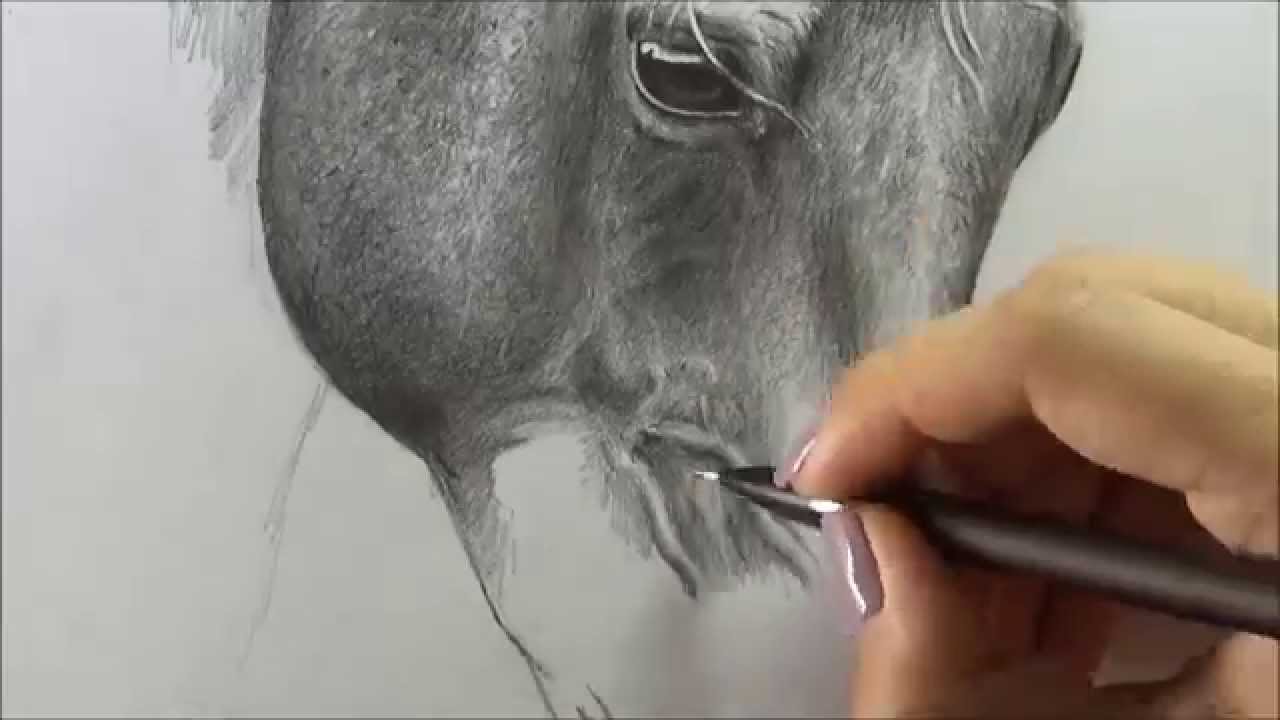 Horse (Drawing pencil) ART