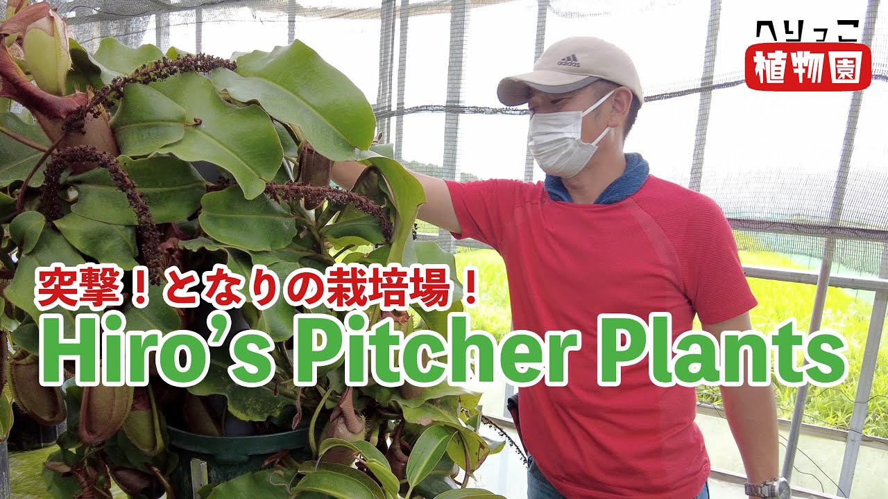 【食虫植物】突撃！となりの栽培場！ヒーローズピッチャープランツ！ウツボカズラ大量！山梨県で高山性ネペンテス農場を堪能せよ！【Hiro’s Pitcher plants】4K