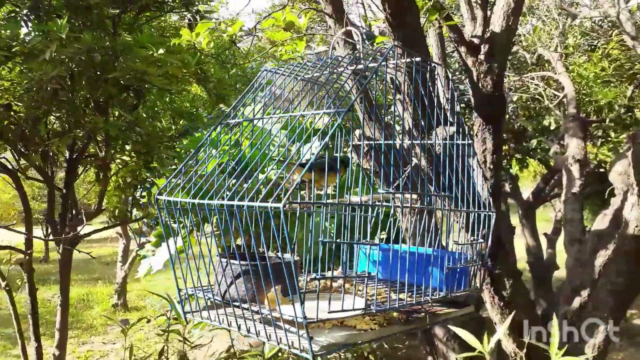 mis pájaros octubre 2021.un saludo👋