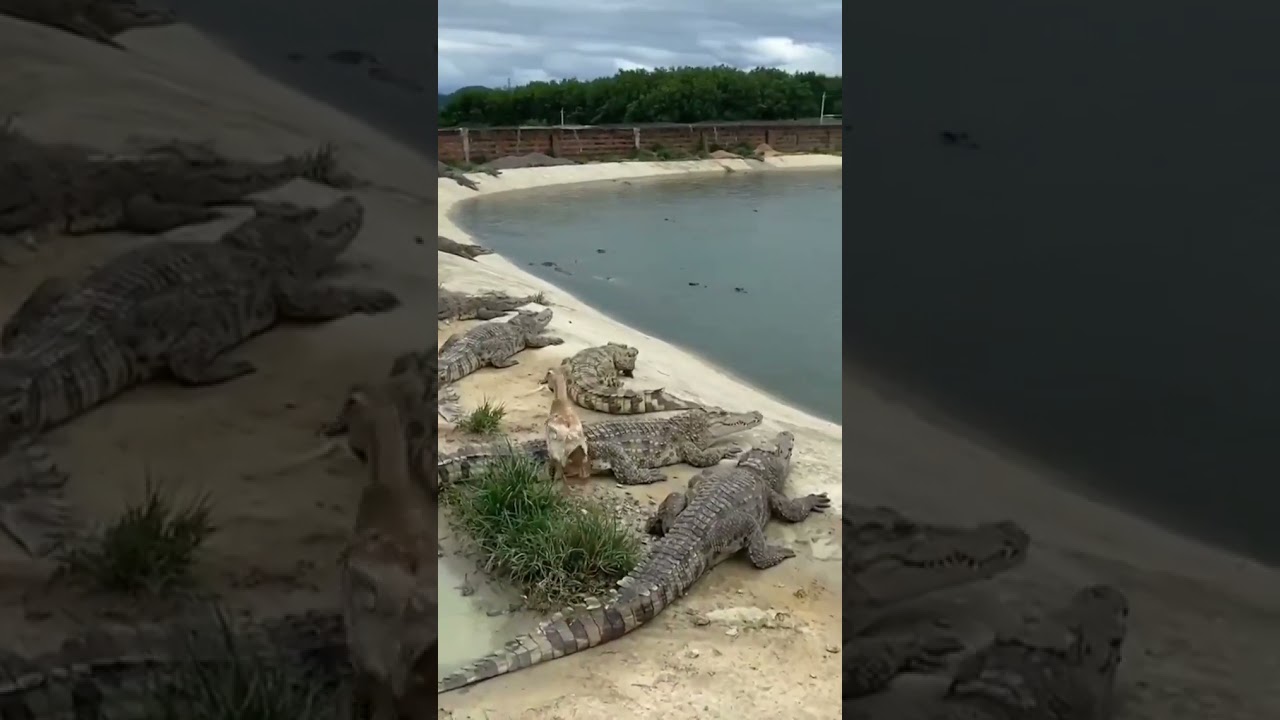 crocodile🐊 bite duck🦆|short| video 😱🤯😱 {🐊vs🦆}