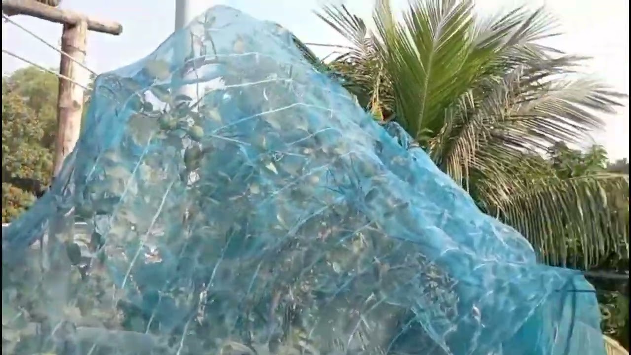আমাদের ছাদবাগানে অনেক সুন্দর গাছ রয়েছে 