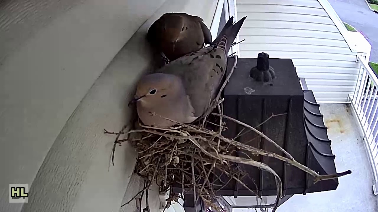Mourning Dove_Part 1 of 2_Building the Nest