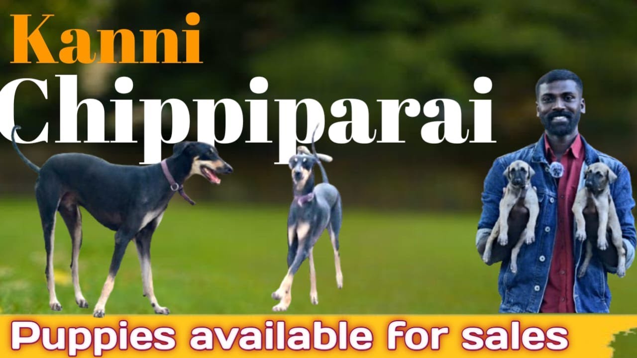 Chippiparai Dog puppy sales in Chennai /KOMBAI DOGS | Tamil Native Breeds | Puppy For Sale #chennai