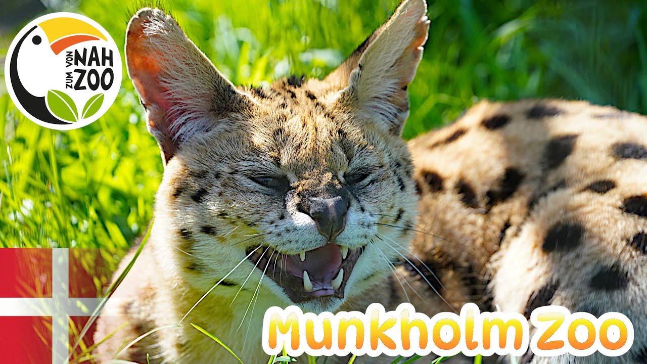 Munkholm Zoo - Ist es den Umweg wert? - Von Nah zum Zoo 4k