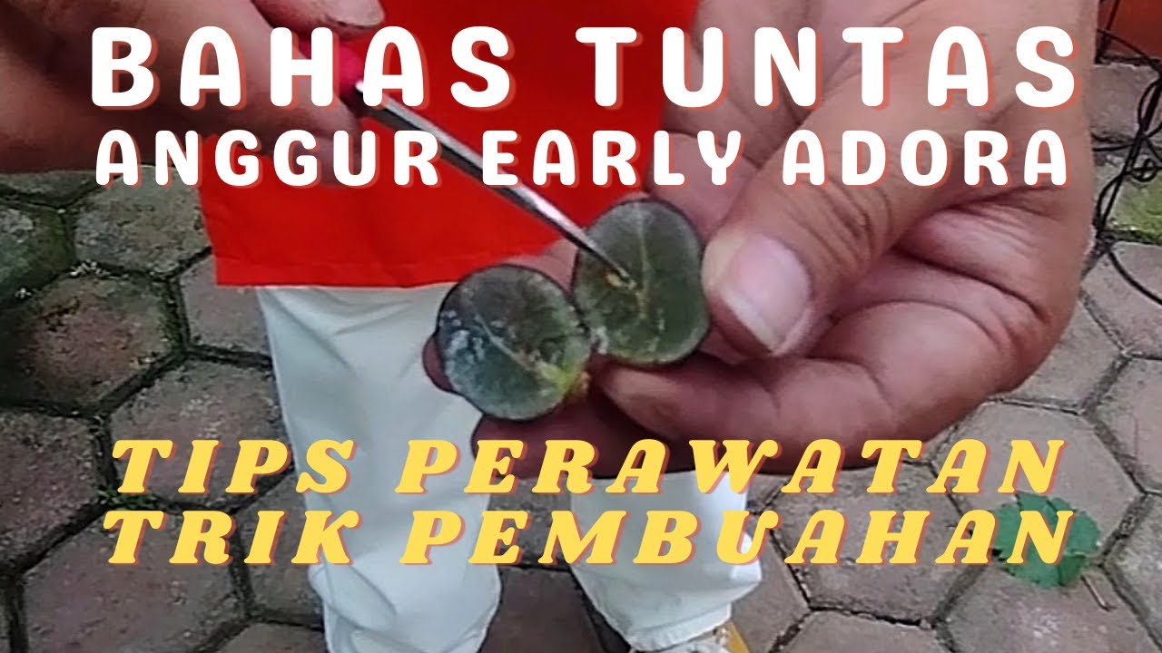 Strategi Jitu Merawat Anggur Early Adora & Trik Pembuahan yang Efektif