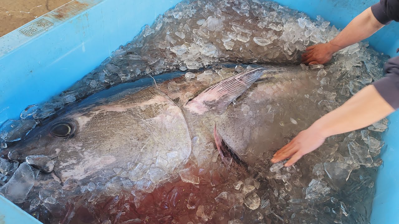 律丸の鮮魚販売🐟今日の魚介は「和歌山県、今日水揚げの160kgの本マグロ」今日は大口、明日は小口と、量が多いので二部制にします🙇‍♀️