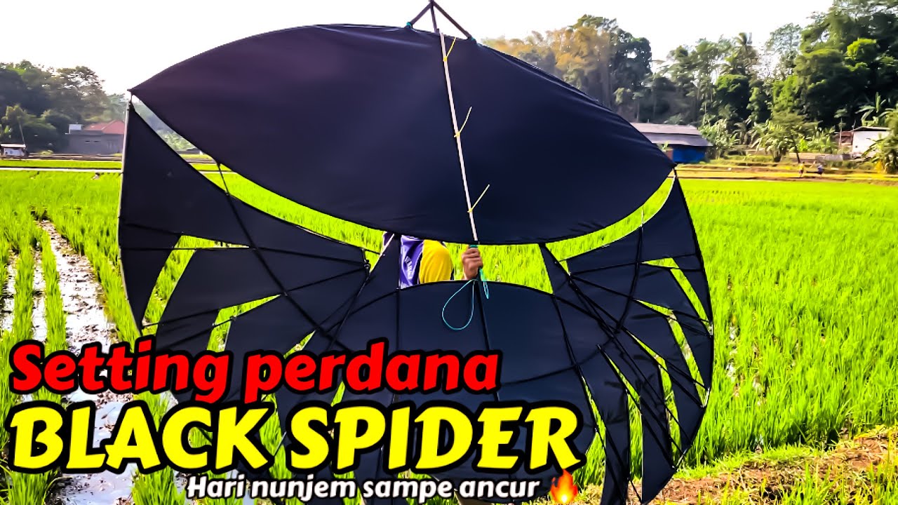Setting layangan penuh tragedi ‼️ ramraman black spider bigsize berakhir nunjem & hancur  #layangan
