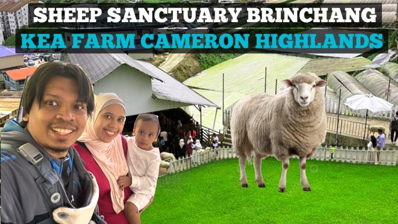 KEA FARM CAMERON HIGHLANDS !! HOTEL CUMA JALAN KAKI JE KE TEMPAT BEST DI AREA KEA FARM !!