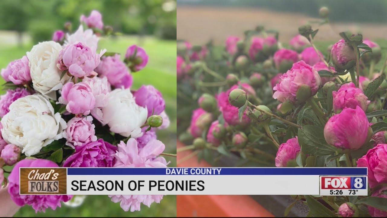 Peony season underway in Davie County