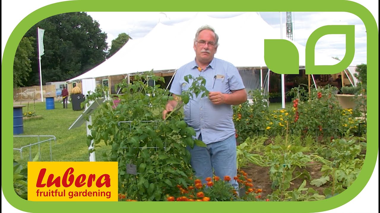 Characteristics of vine tomatoes and how to grow them