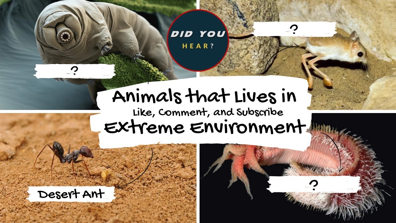Animals That Live in Extreme Environments