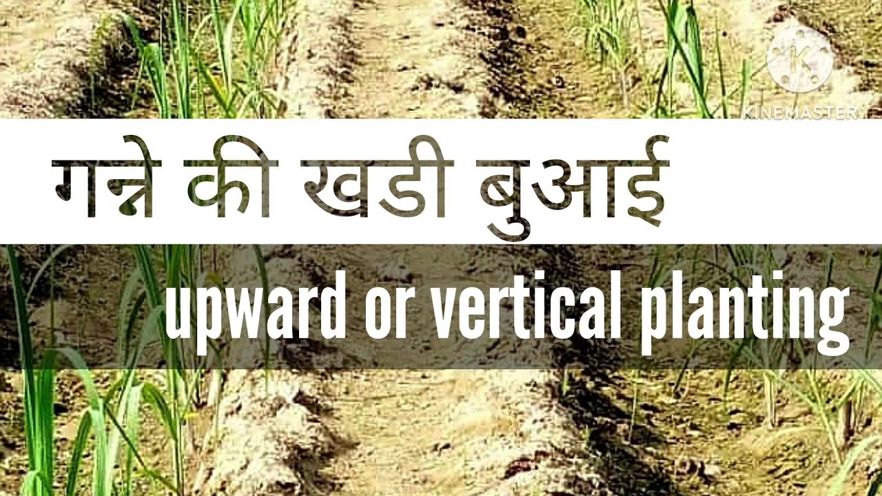 गन्ने की खडी प्लान्टिंग अधिक टिलरिग और जमाव।Vertical cane plantation for early germination tillering