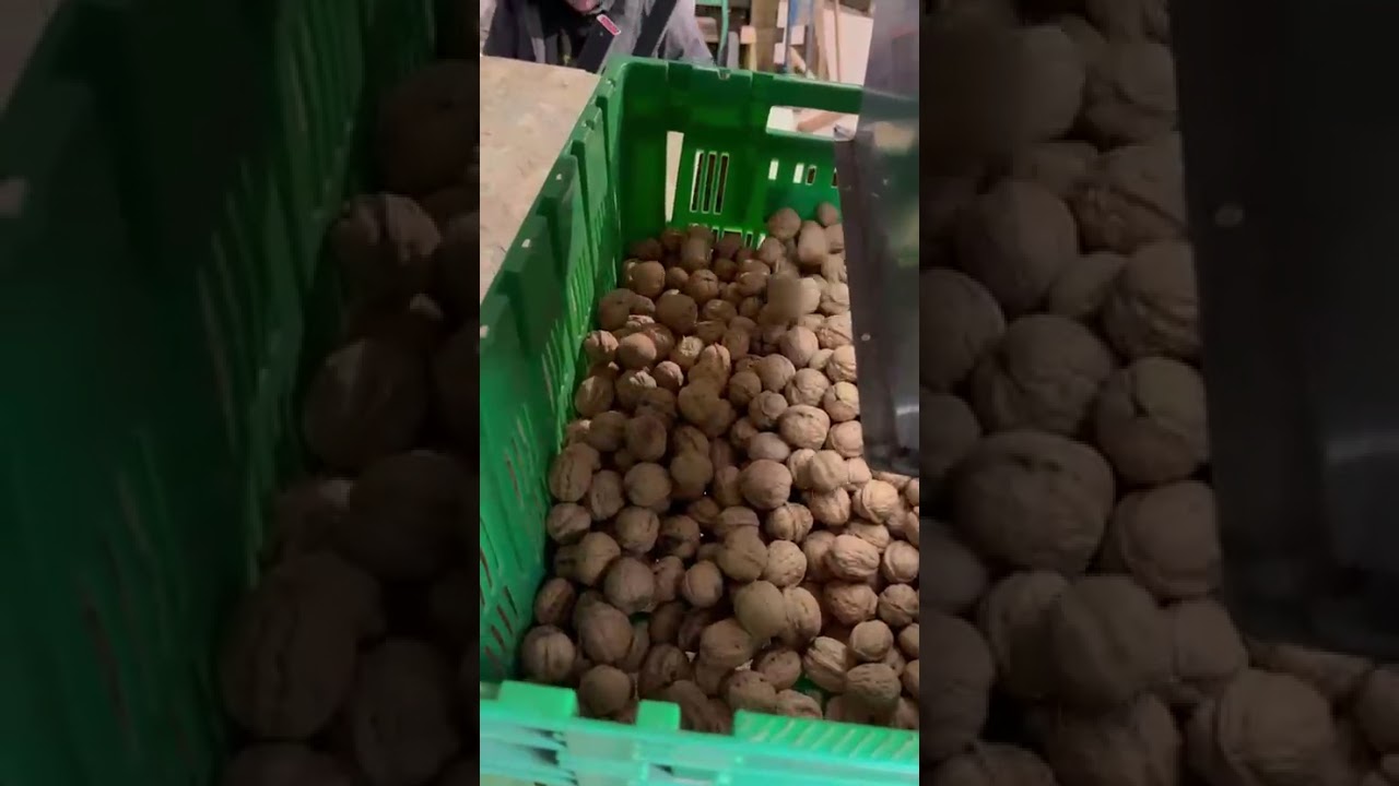 WYB2 Color Sorter for sorting whole walnut in France