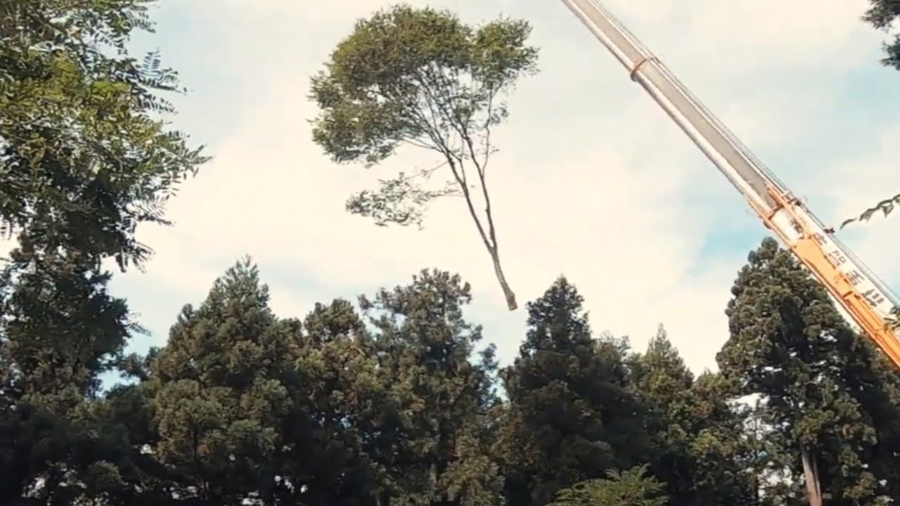 25ｔラフタークレーン吊り切り特殊伐採　25t rough terrain crane suspension special logging