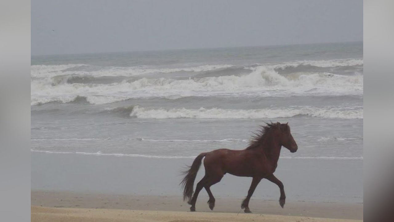 11-year-old wild stallion in Corolla dies due to broken leg