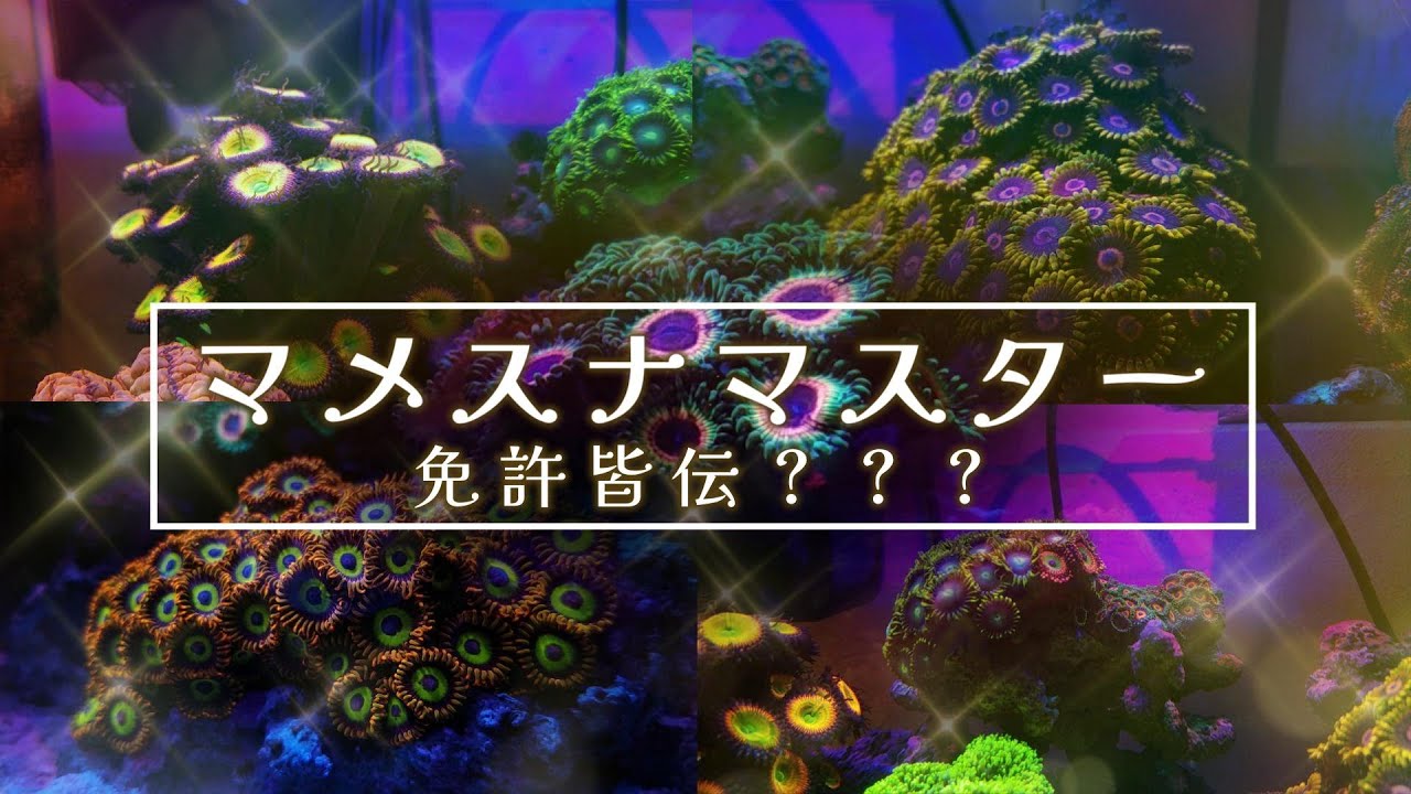 【海水アクアリウム】マメスナを増やしていくコツ
