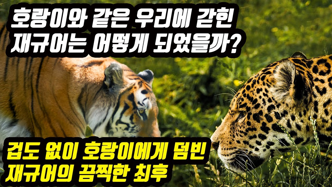 벵골호랑이 VS 재규어 싸움 대결 중국의 동물원에서 벌어진 실제상황 호랑이와 같은 우리에 갇힌 재규어는 어떻게 되었을까?