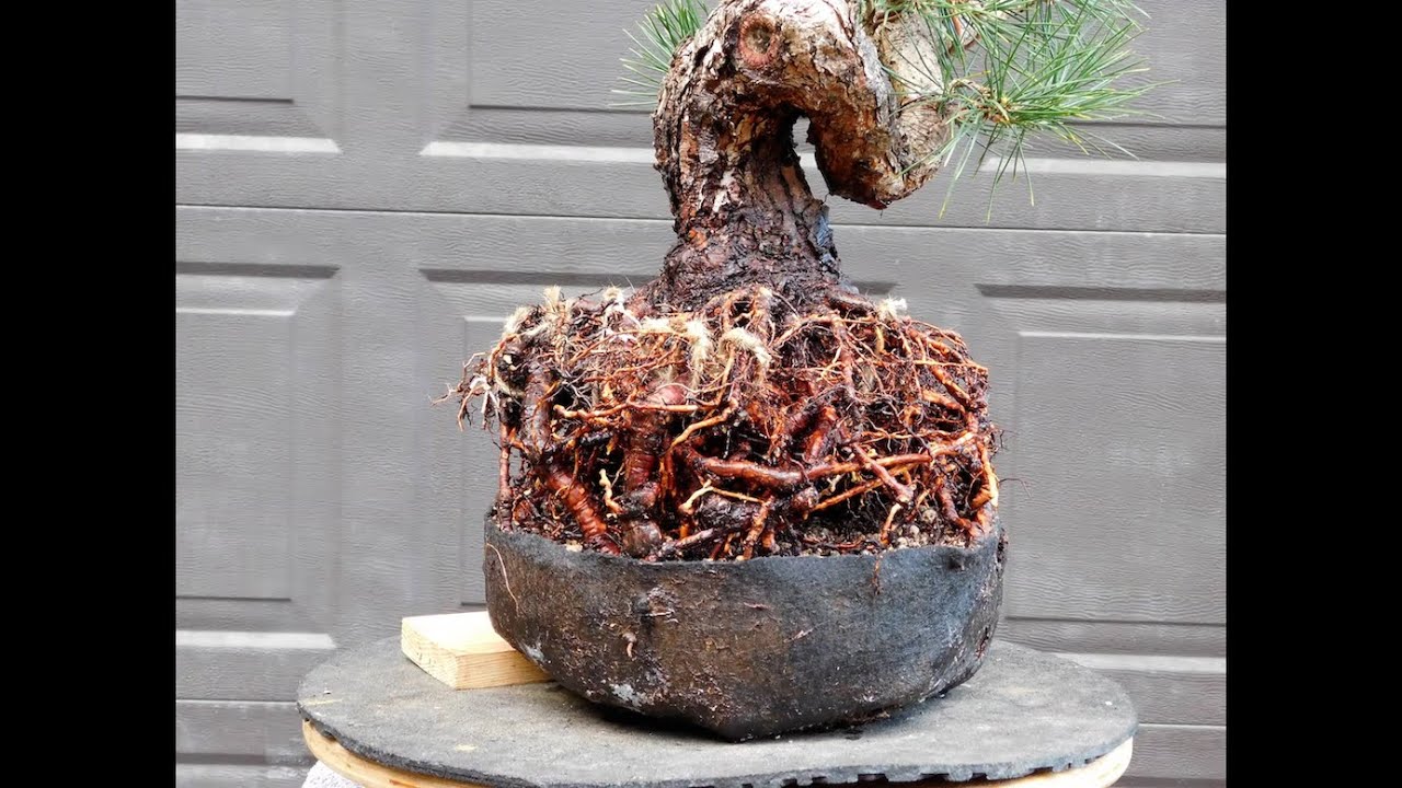 Golden State Bonsai Federation presents the November 2025 Golden Zoom featuring Tom Fencil