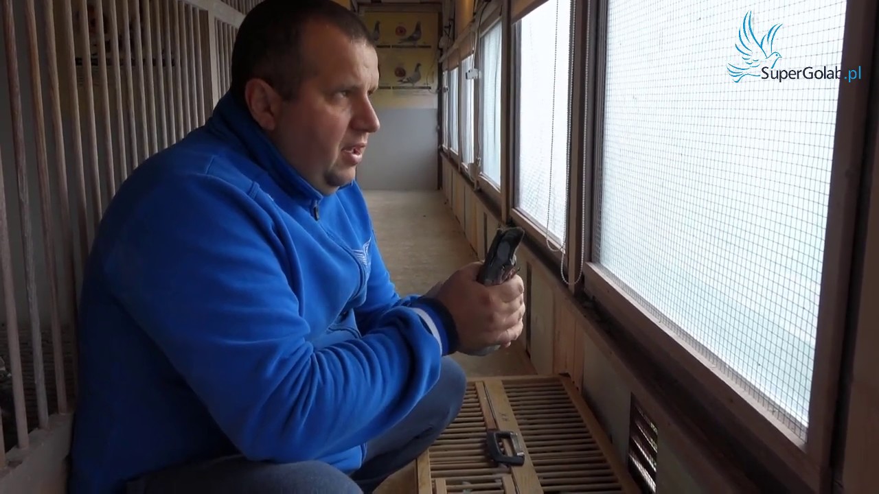 Marcin Kapinos prezentacja gołębi
