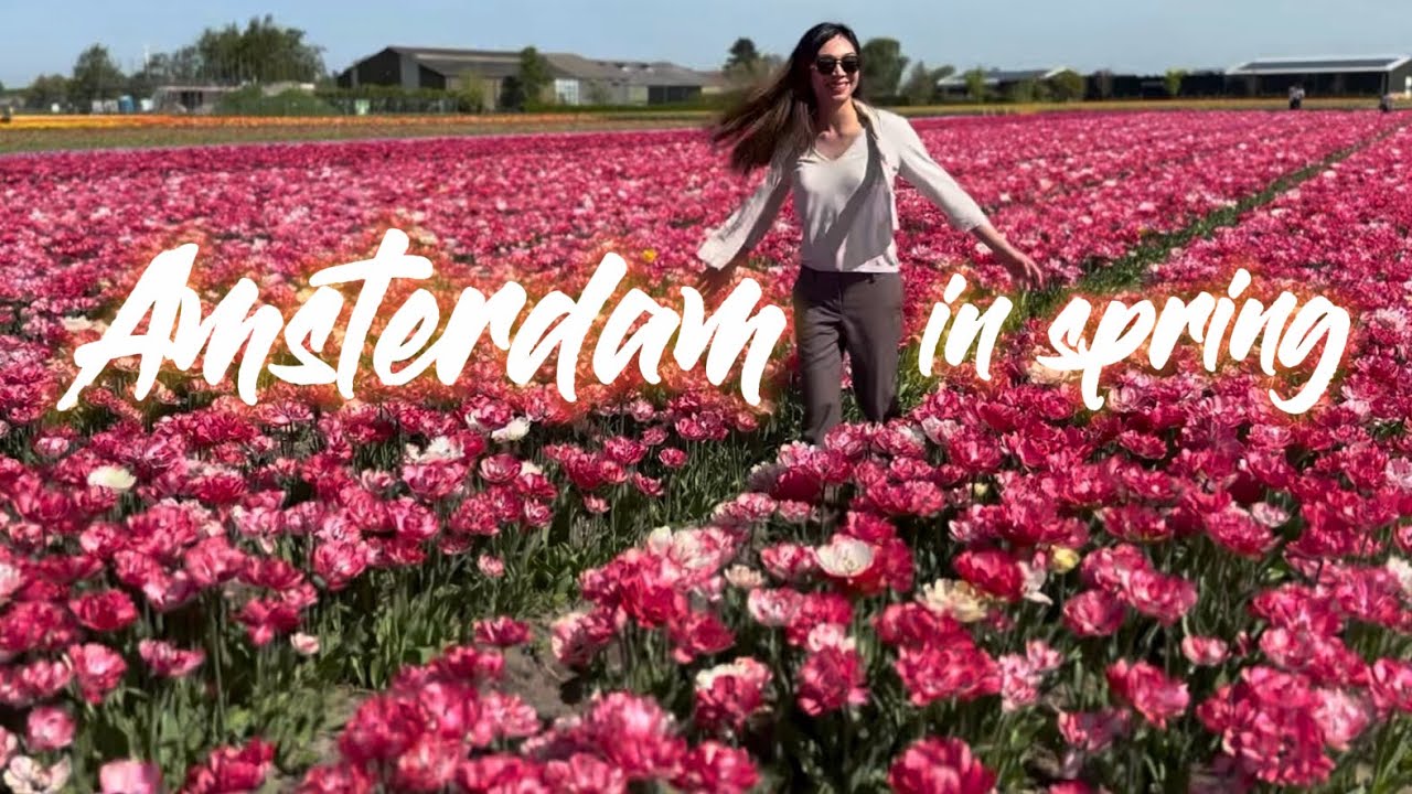 Spring in Amsterdam! Tulips + day trip to The Hague & Delft