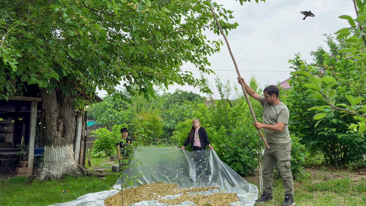 HARVESTING WHITE MULBERRY IN THE VILLAGE | RELAXING COUNTRYSIDE LIVING | COOKING MULBERRY MOLASSES