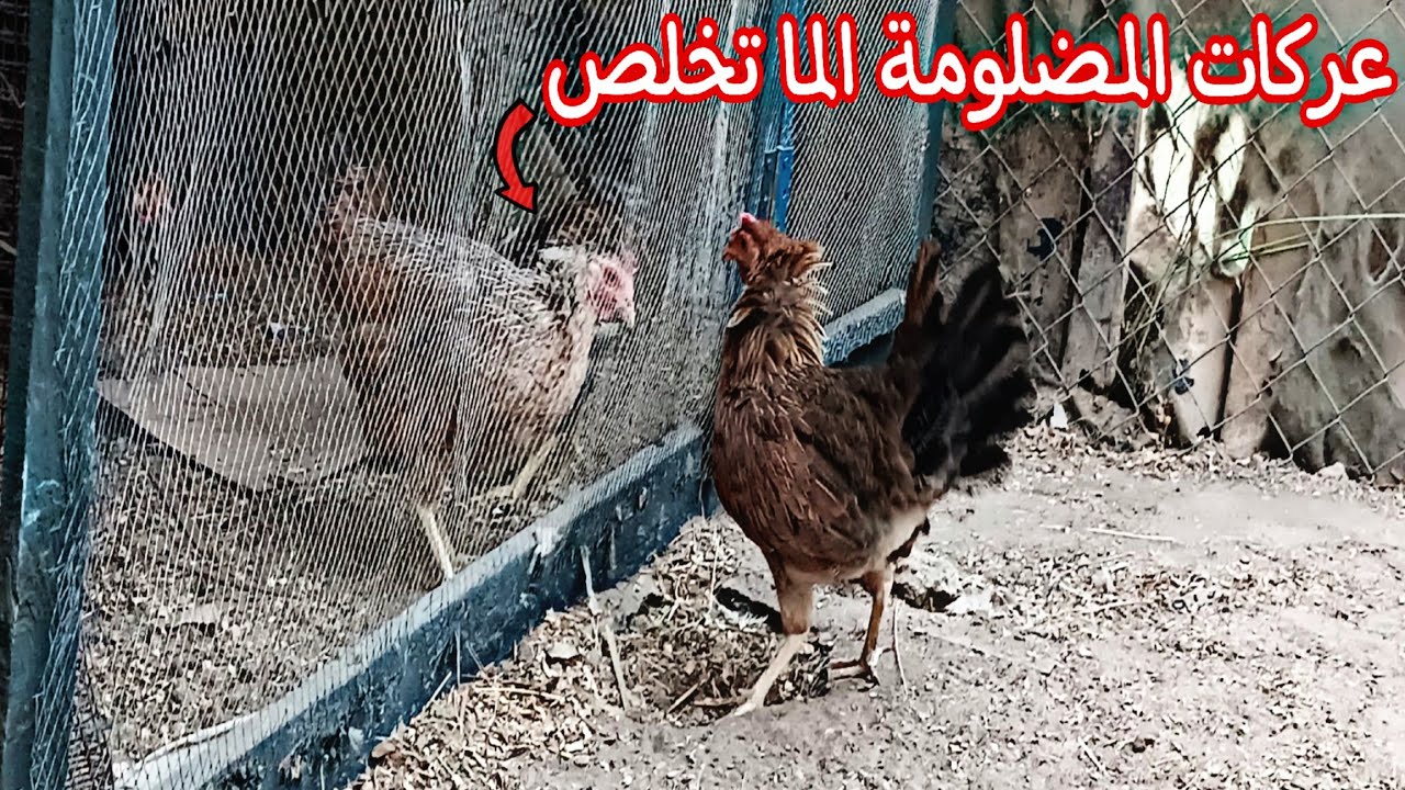 علاج ديدان الافراخ 🐥 كركت المضلومة 🐓