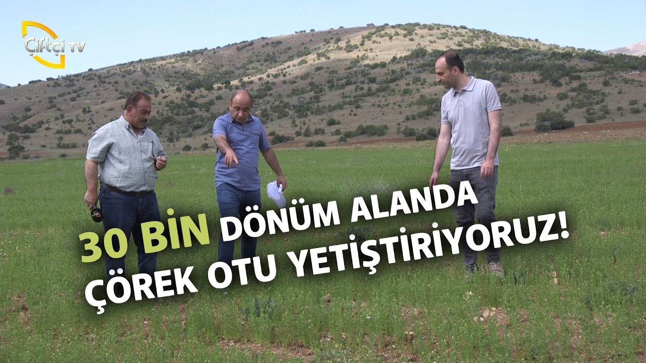 30 Bin Dönüm Alanda Çörek Otu Yetiştiriyoruz! - Tarla Bitkileri