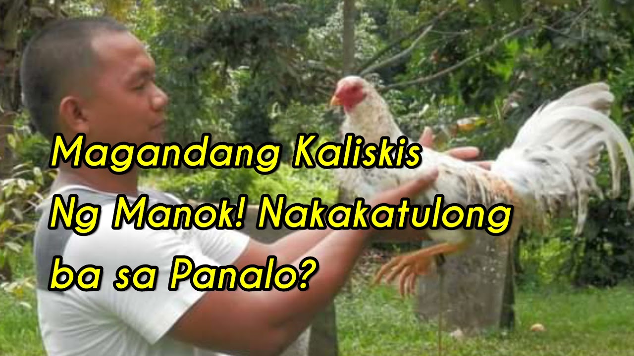 Sabong Tips: Magandang Kaliskis Ng Manok! Nakakatulong ba sa Panalo?
