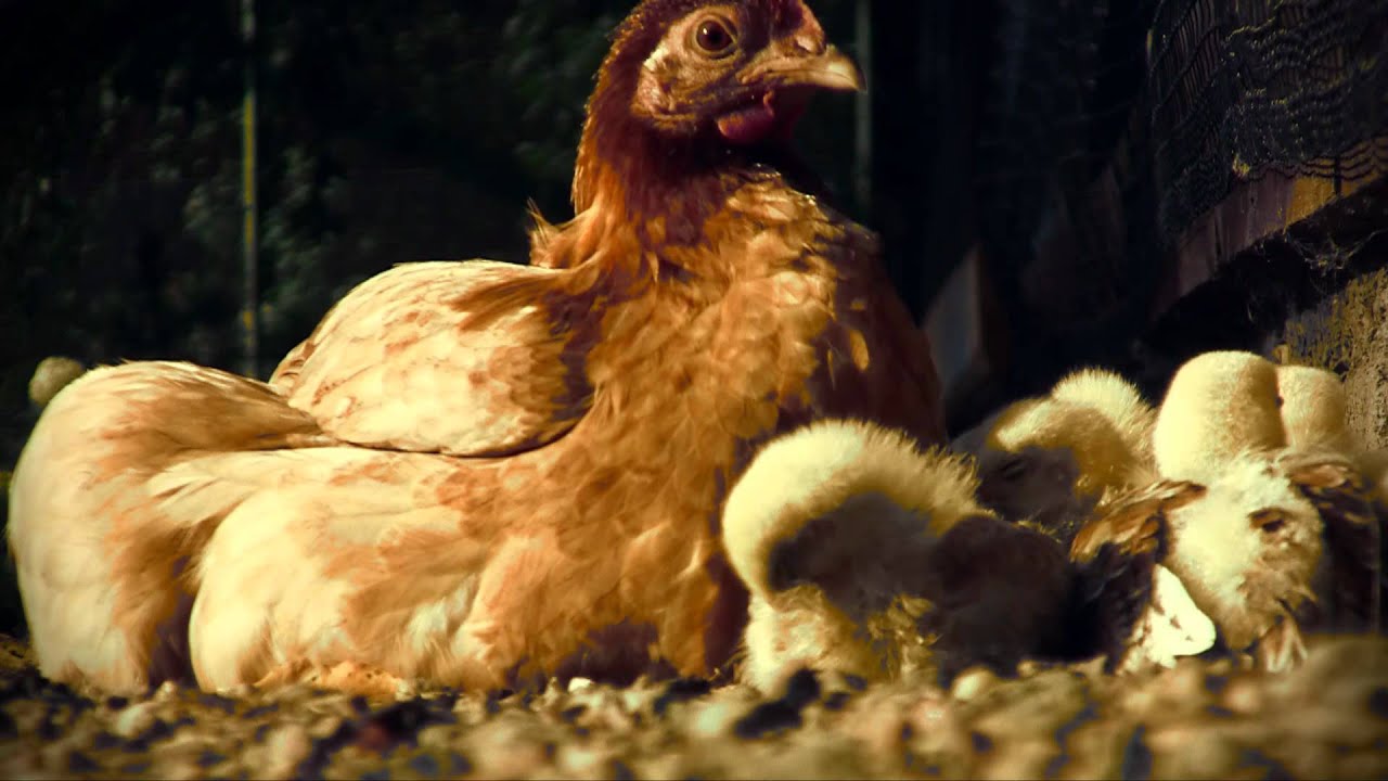 Korkeasaaren uudistetun Kanalan tiput