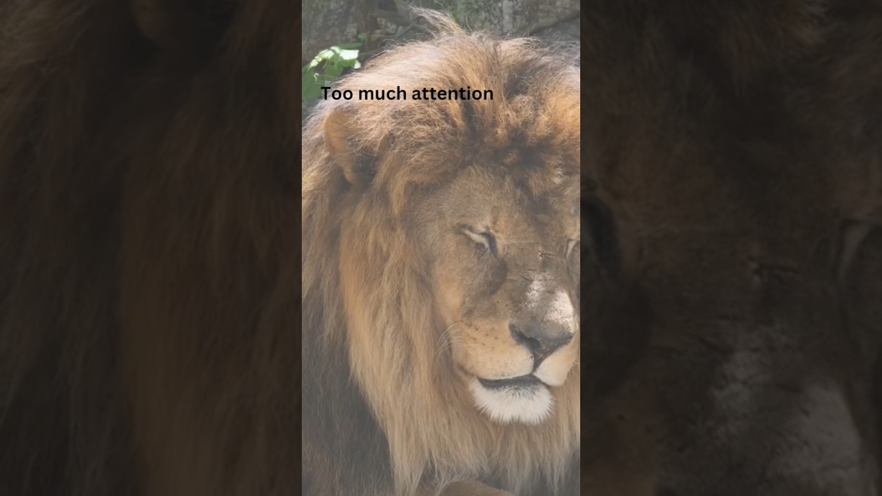 Too Much Attention Turns a Donkey Into a Lion | Life Lessons Short