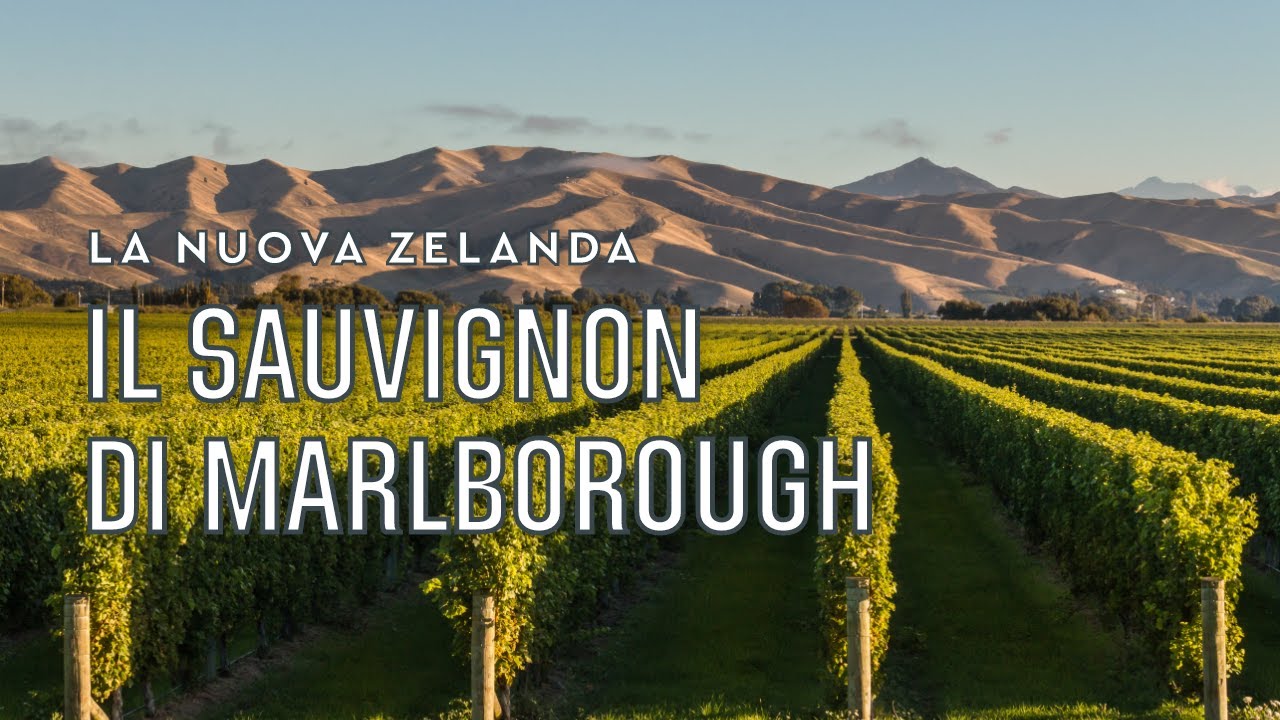 I vini di Marlborough, la casa del Sauvignon neozelandese | Tannico Flying School