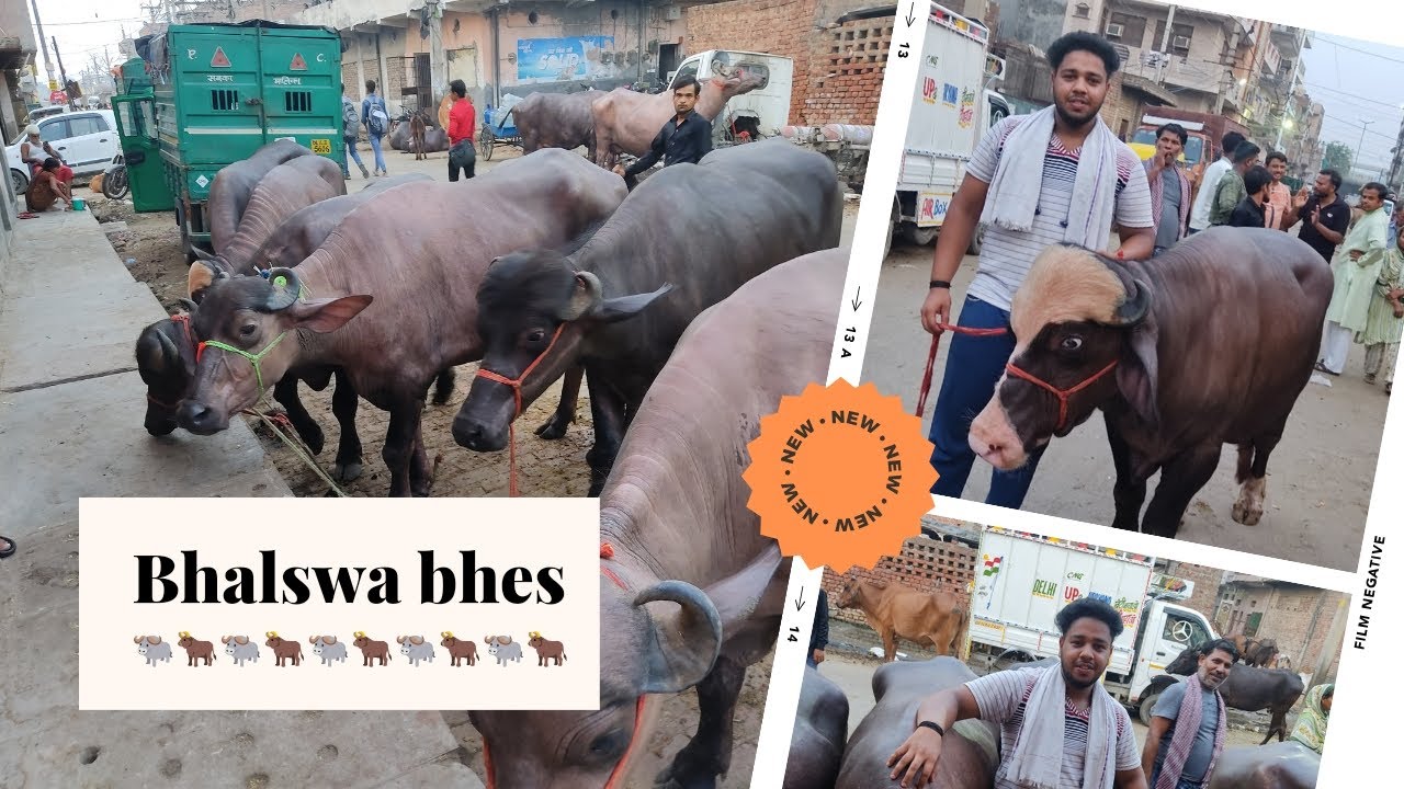 Sasti bhes 🐃😍sirf Bhalswa dairy me #bakra #bakramandi #vlog #mandi #newvideo #youtube