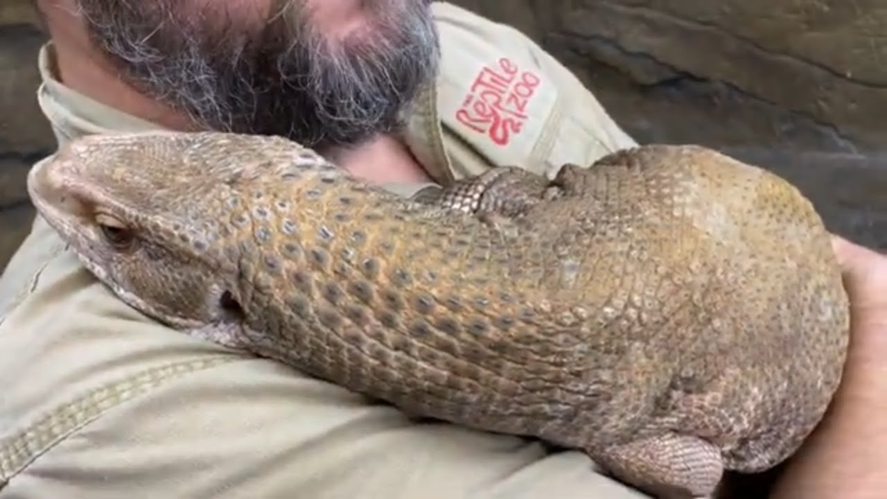 Creature Feature: Savannah Monitor Lizard