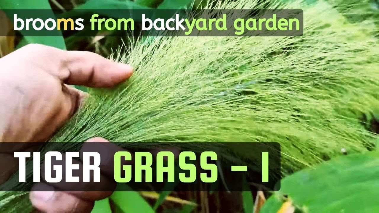 Tiger Grass - 1 | Phool Jhadu | Broom Grass | Amliso Plants - Vichitra Trees | #broom