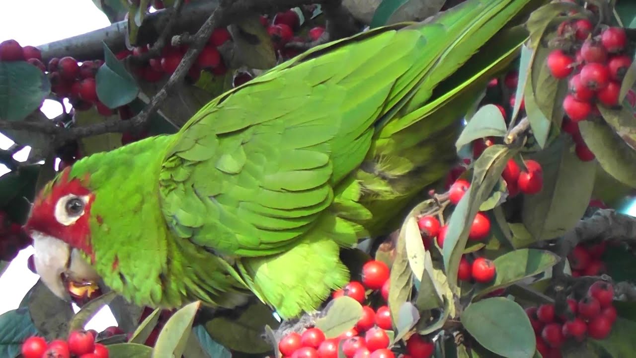 Cherry-headed and mitred conures in Lafayette Park eating Pyracantha berries