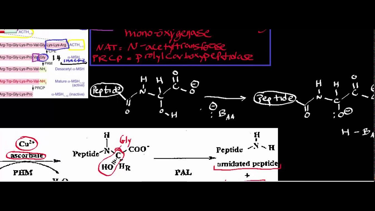 Conversion of Adrenocorticotropic Hormone (ACTH) to Melanocyte Stimulating Hormone (MSH)