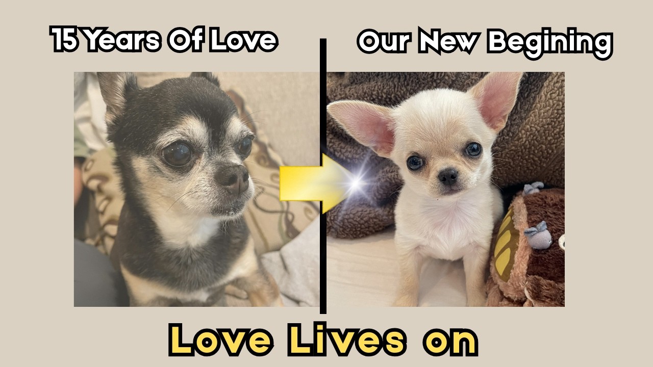 Losing my dog of 15 years... then MAY brought happiness back