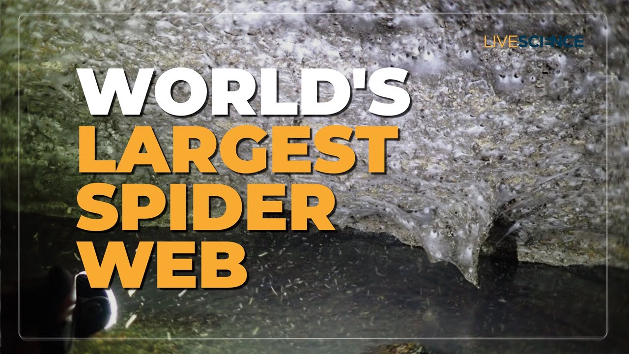 World's biggest spiderweb discovered inside 'Sulfur Cave'