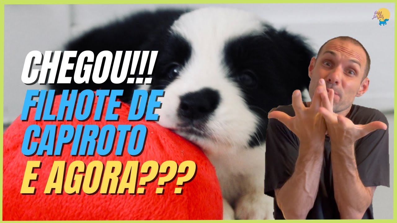 FILHOTE DE CAPIROTO CHEGOU [ BORDER COLLIE E OUTRAS RAÇAS ] O QUE VOCÊ PODE ESPERAR?