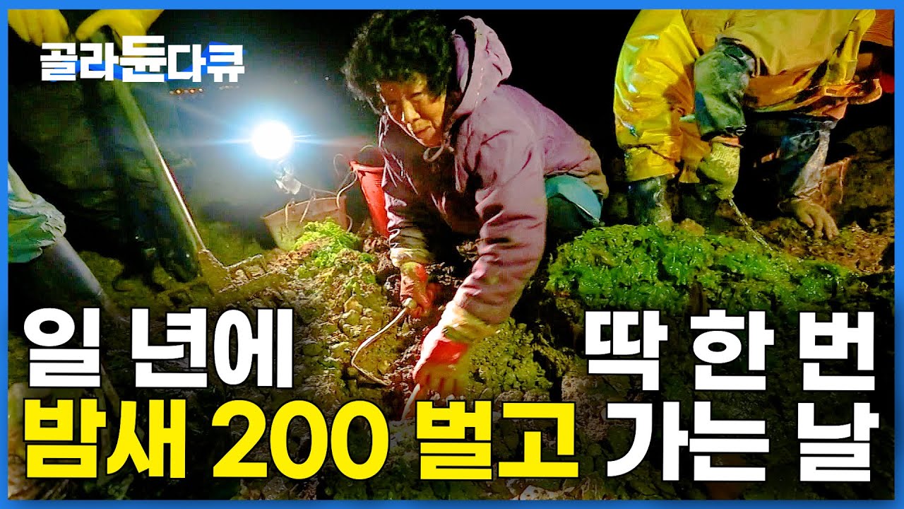나이 80 할머니도 호미들고 나왔다. 밤새 2,000마리 잡았더니 현금 200만 원｜1년 마다 열리는 뱃길 내동 마을 개불 잡이｜한국기행｜#골라듄다큐