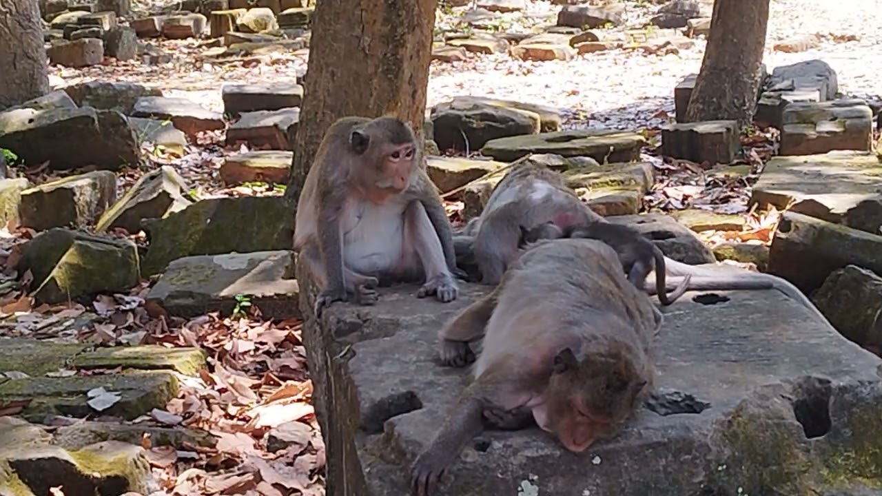 Mama Ellen and Barbie Keep walking to relax with Jinx in afternoon